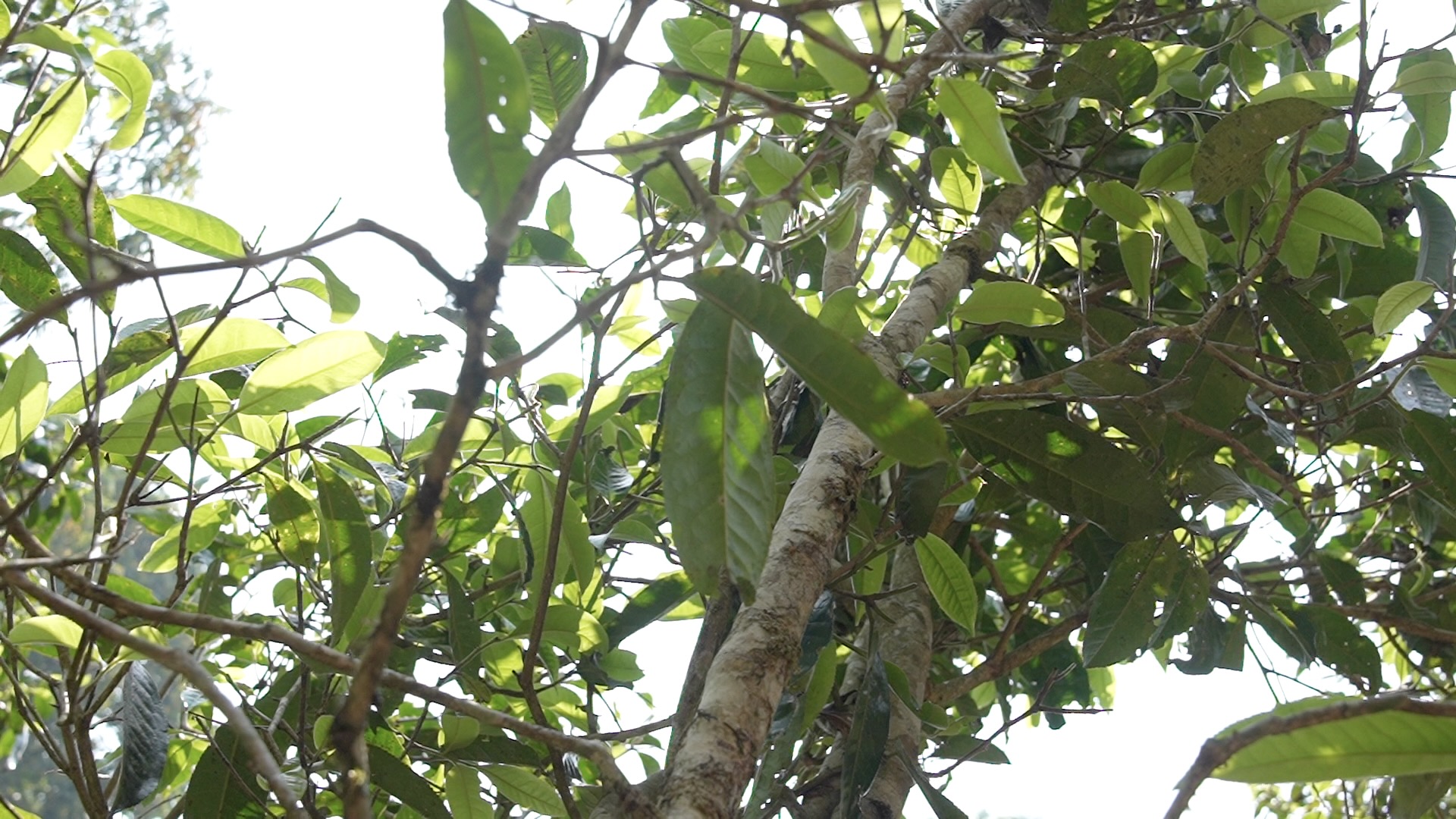 Sunlight passing through tea tree leaves in Yunnan.